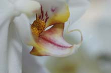 orchideewei